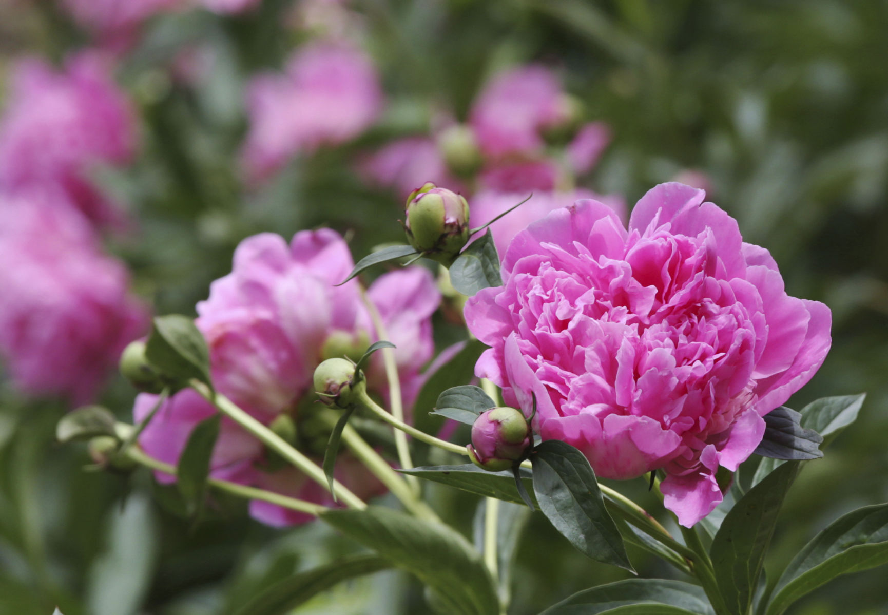 Exchange-Peony Passion